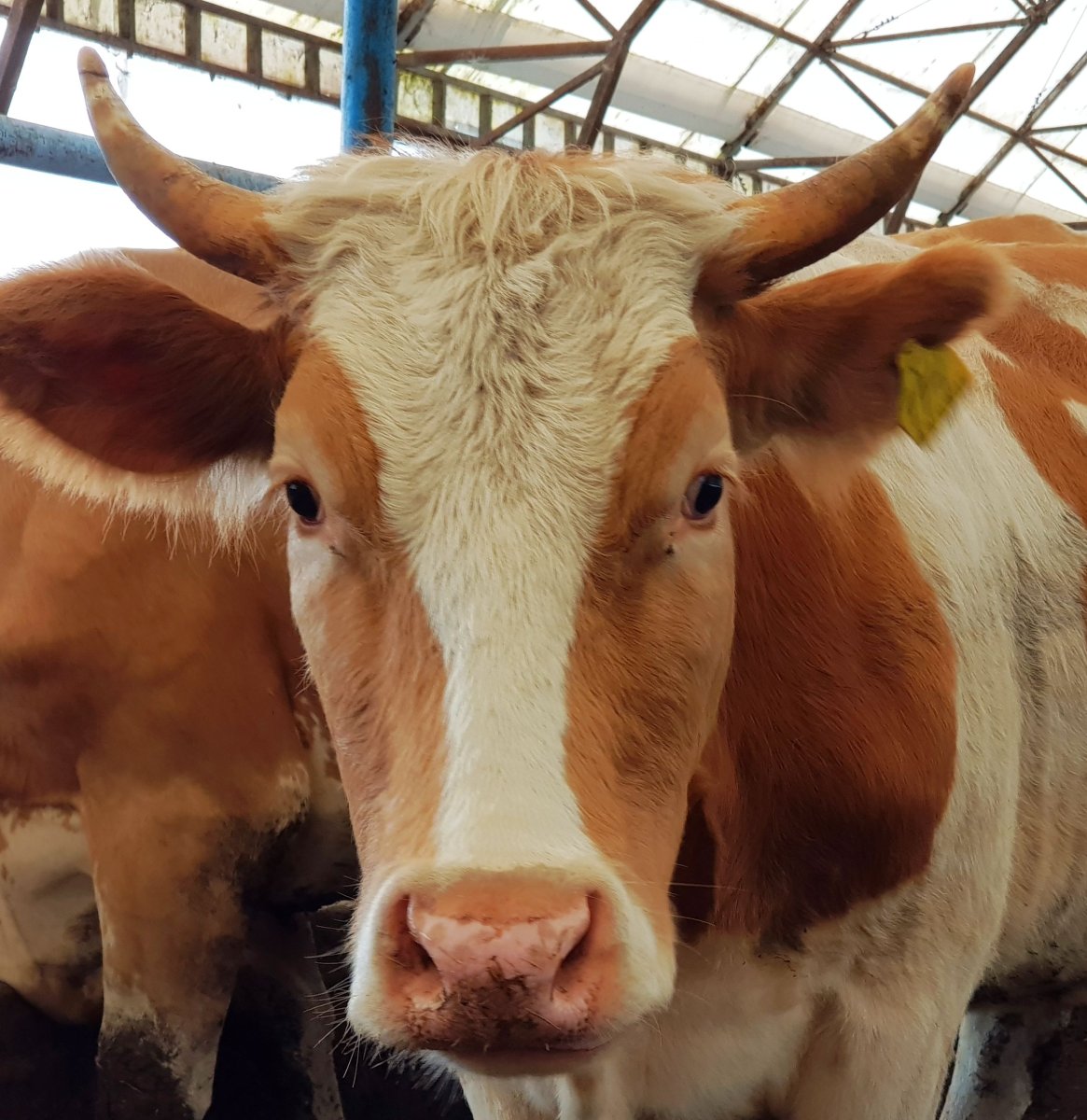 Сычевская порода КРС