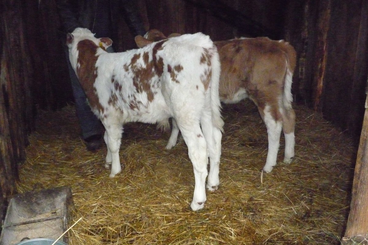 Коровы Волгоградской породы симментал