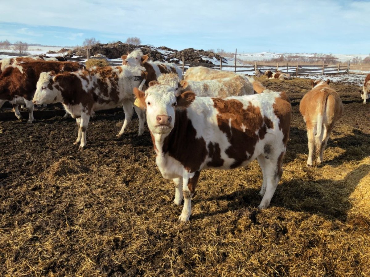 Симментальская порода КРС