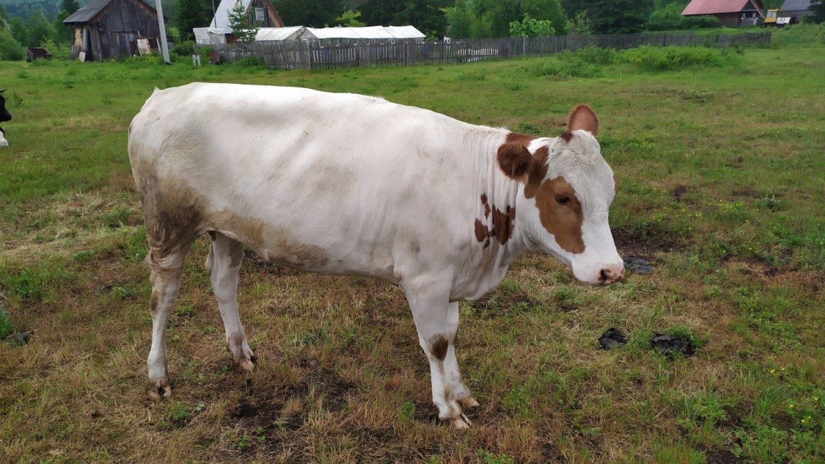 Симментальская порода коров