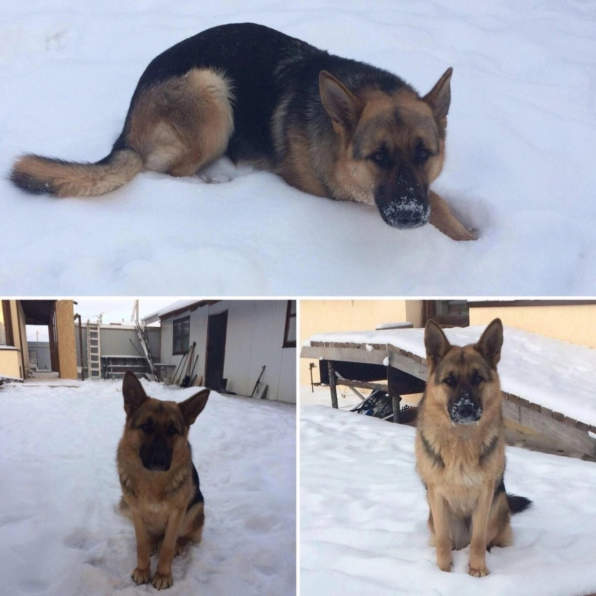 Щенки немецкой овчарки стандарт породы по месяцам