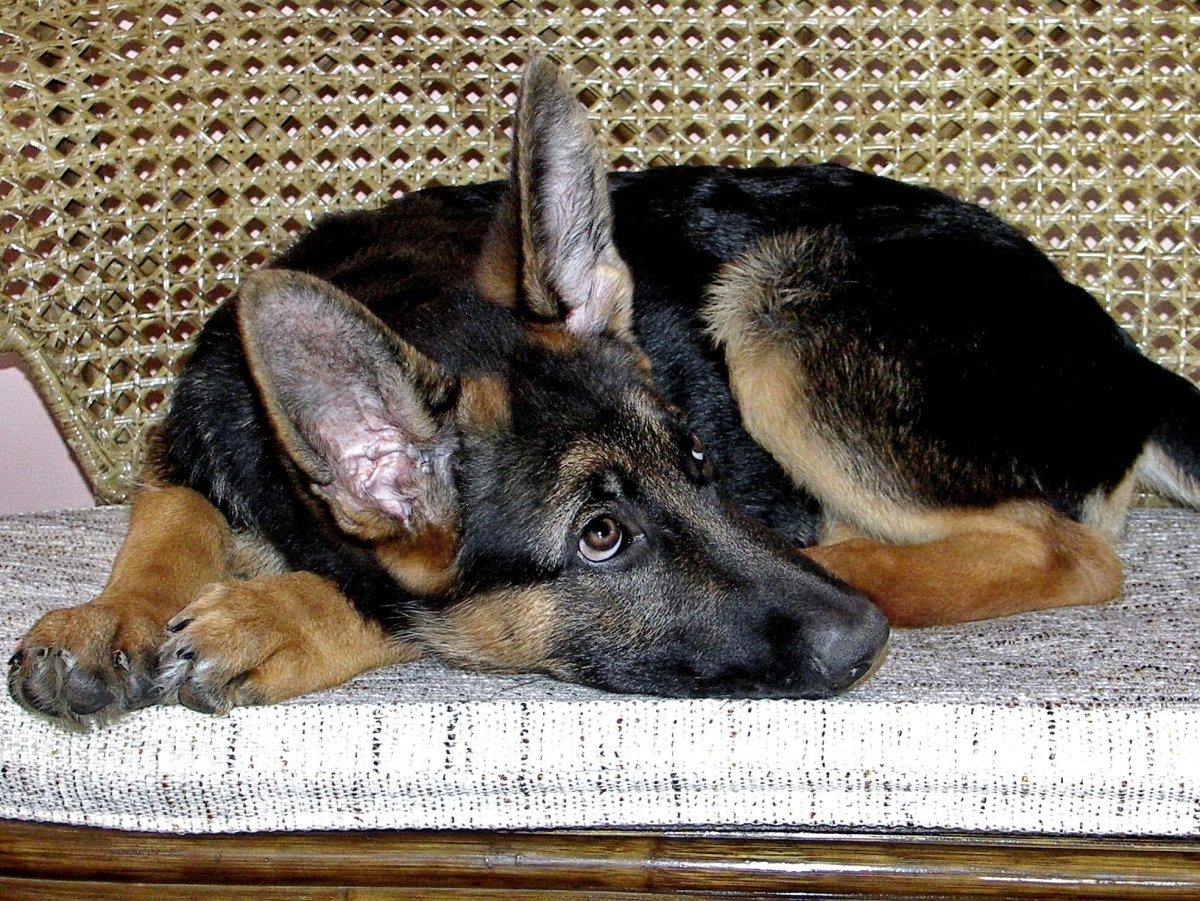 Немецкая овчарка Мухтар арт