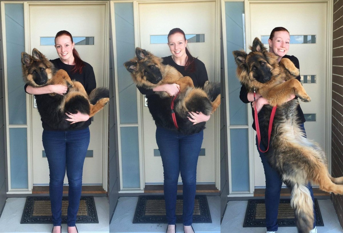 Типы окрасов немецкой овчарки