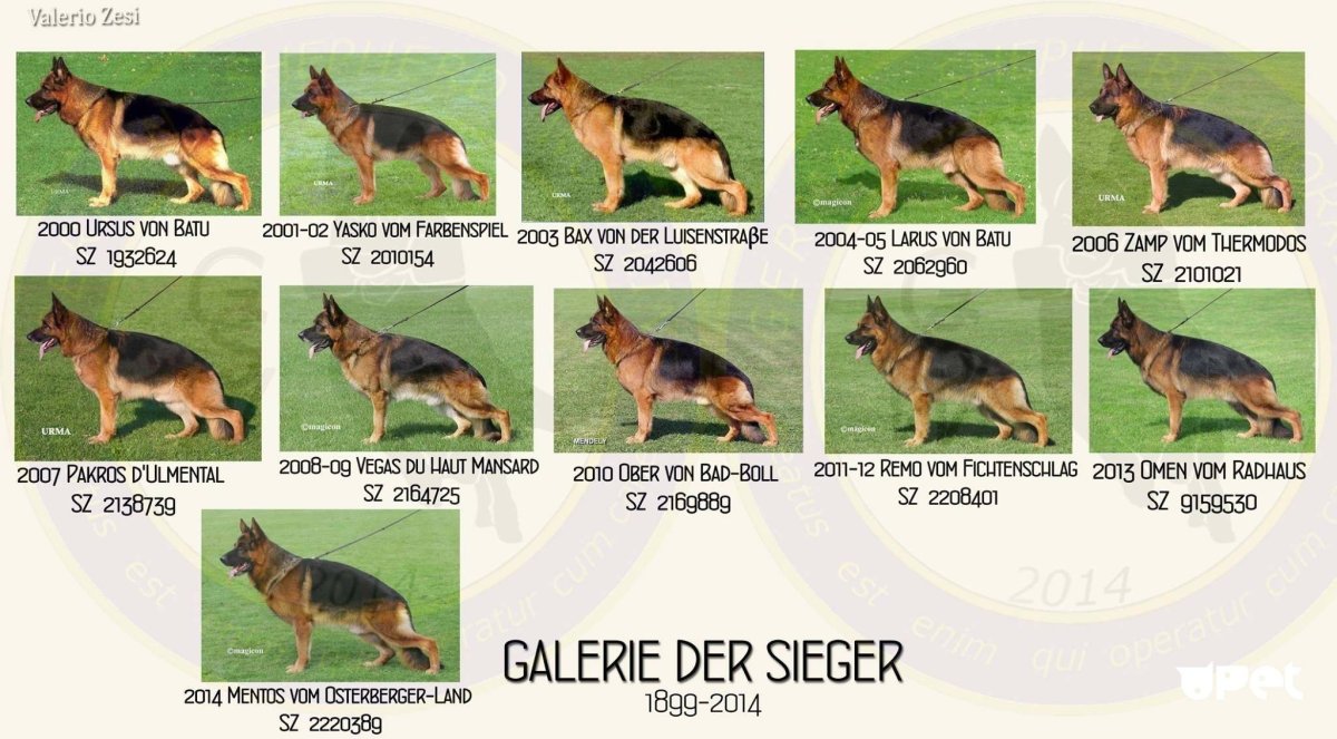 Немецкая овчарка зонарного окраса и чепрачного
