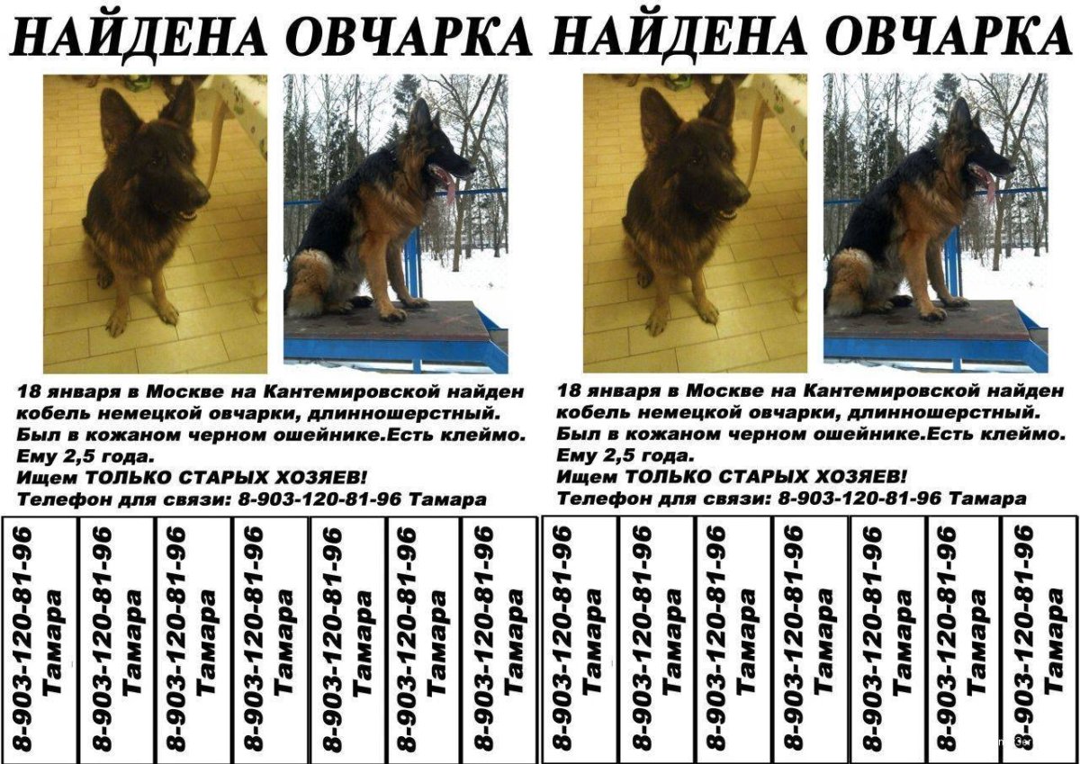 Смешные щенки немецкой овчарки