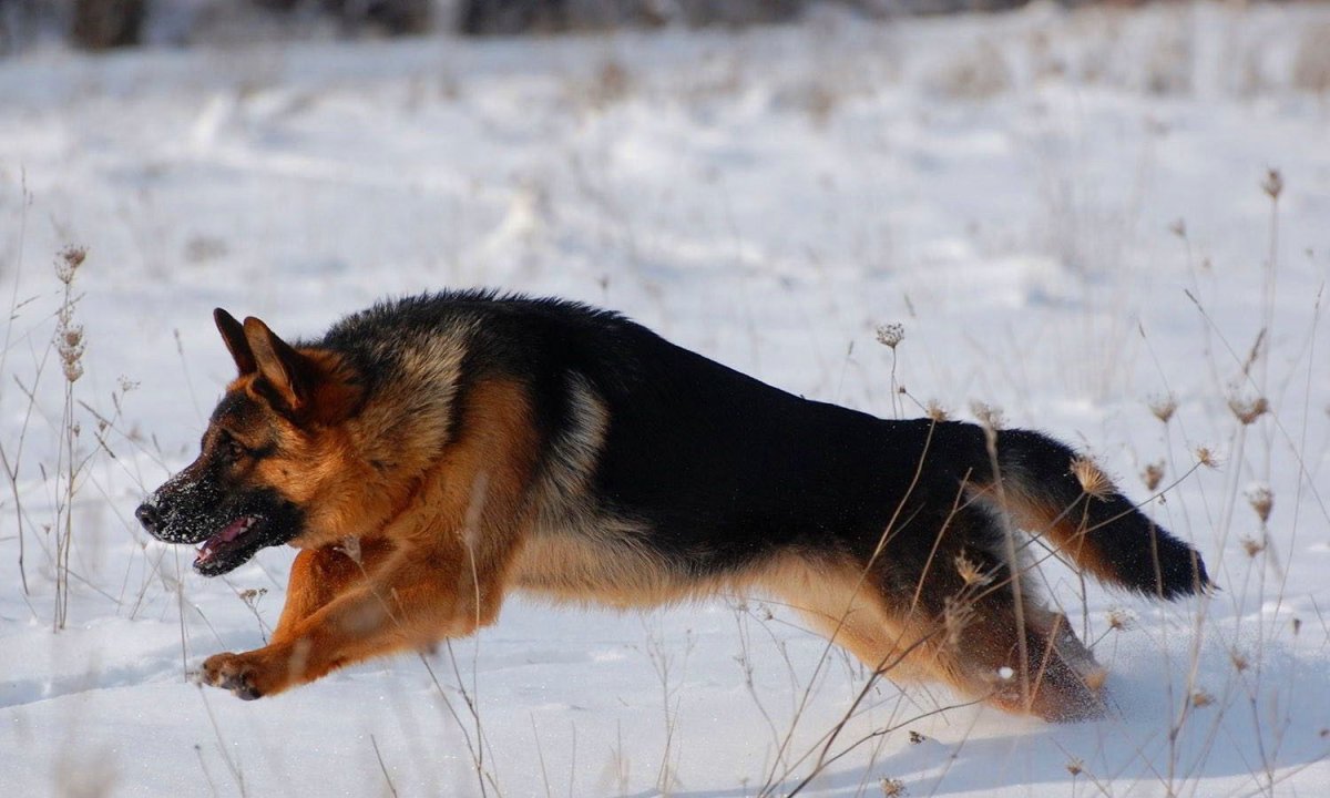 Таблица роста веса черной немецкой овчарки