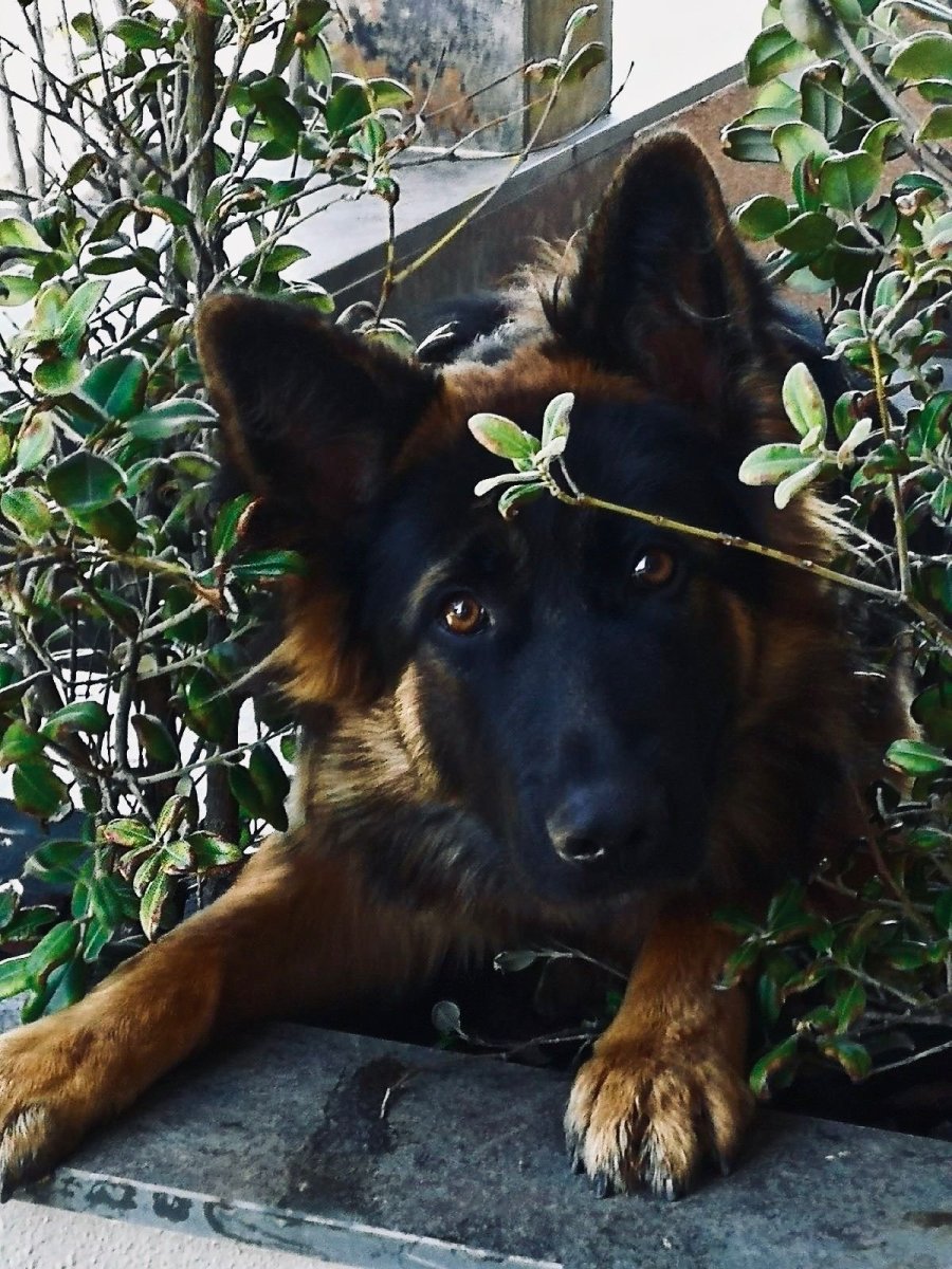 Немецкая овчарка немецкая овчарка