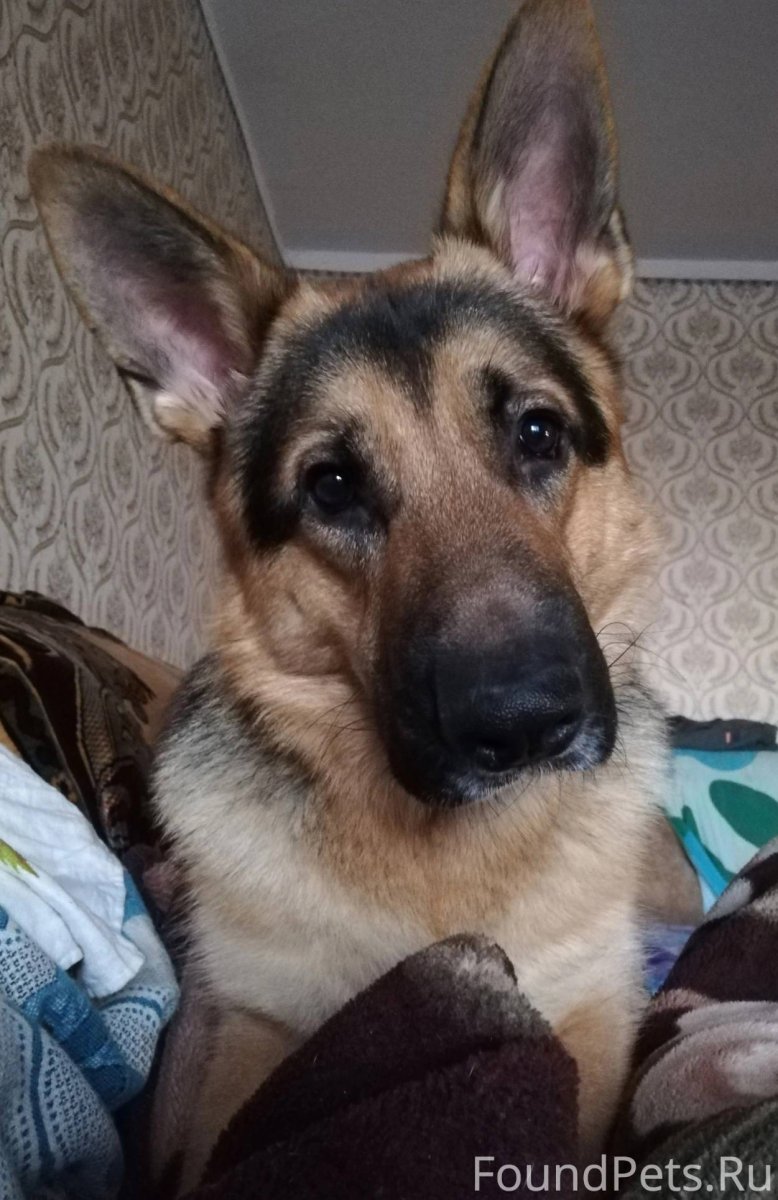 Немецкая овчарка Макс