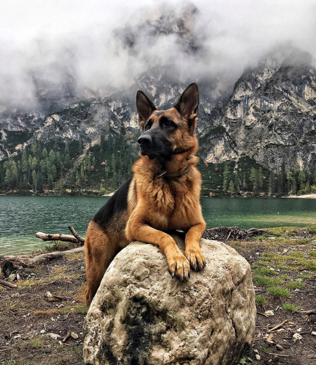 Взросление немецкой овчарки