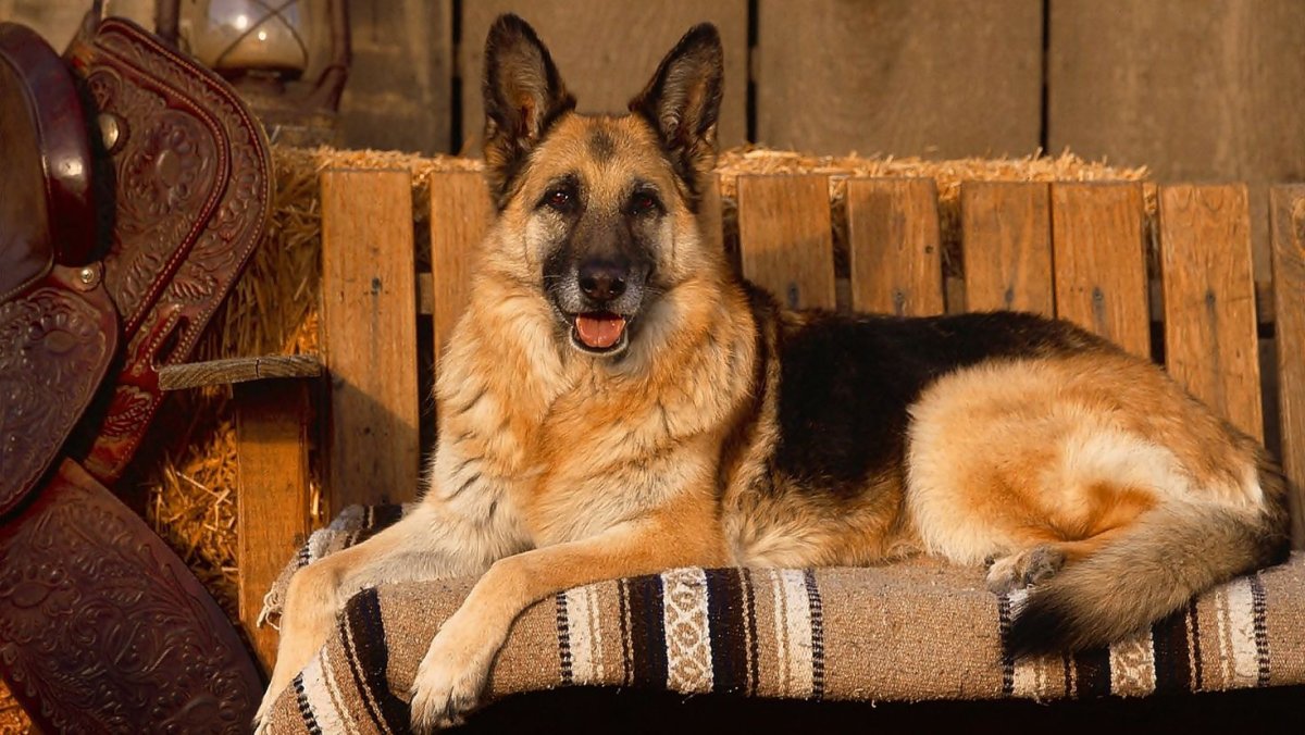 Шутц Хунд порода собак