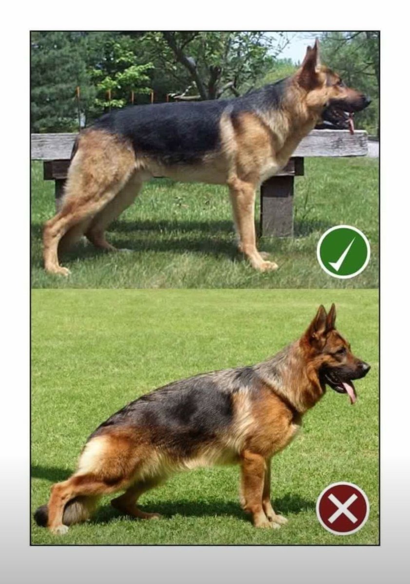 German Shepherd немецкая овчарка щенок