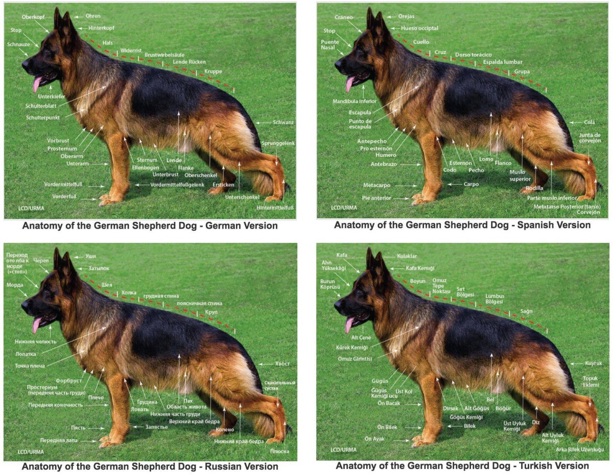 Немецкая овчарка упитанная