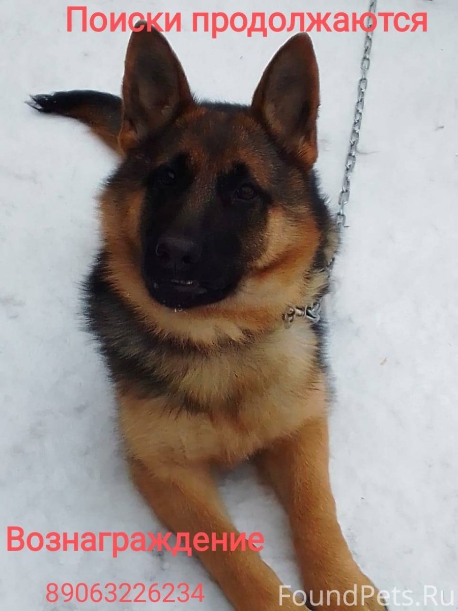 Стандарт немецкой овчарки кобель