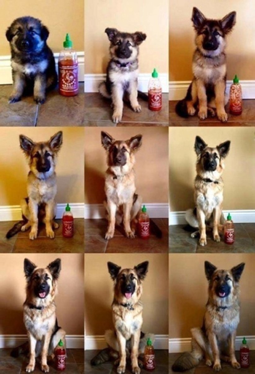 Немецкая овчарка Эволюция породы