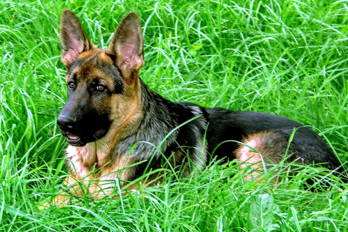 Породы немецких овчарок окрас