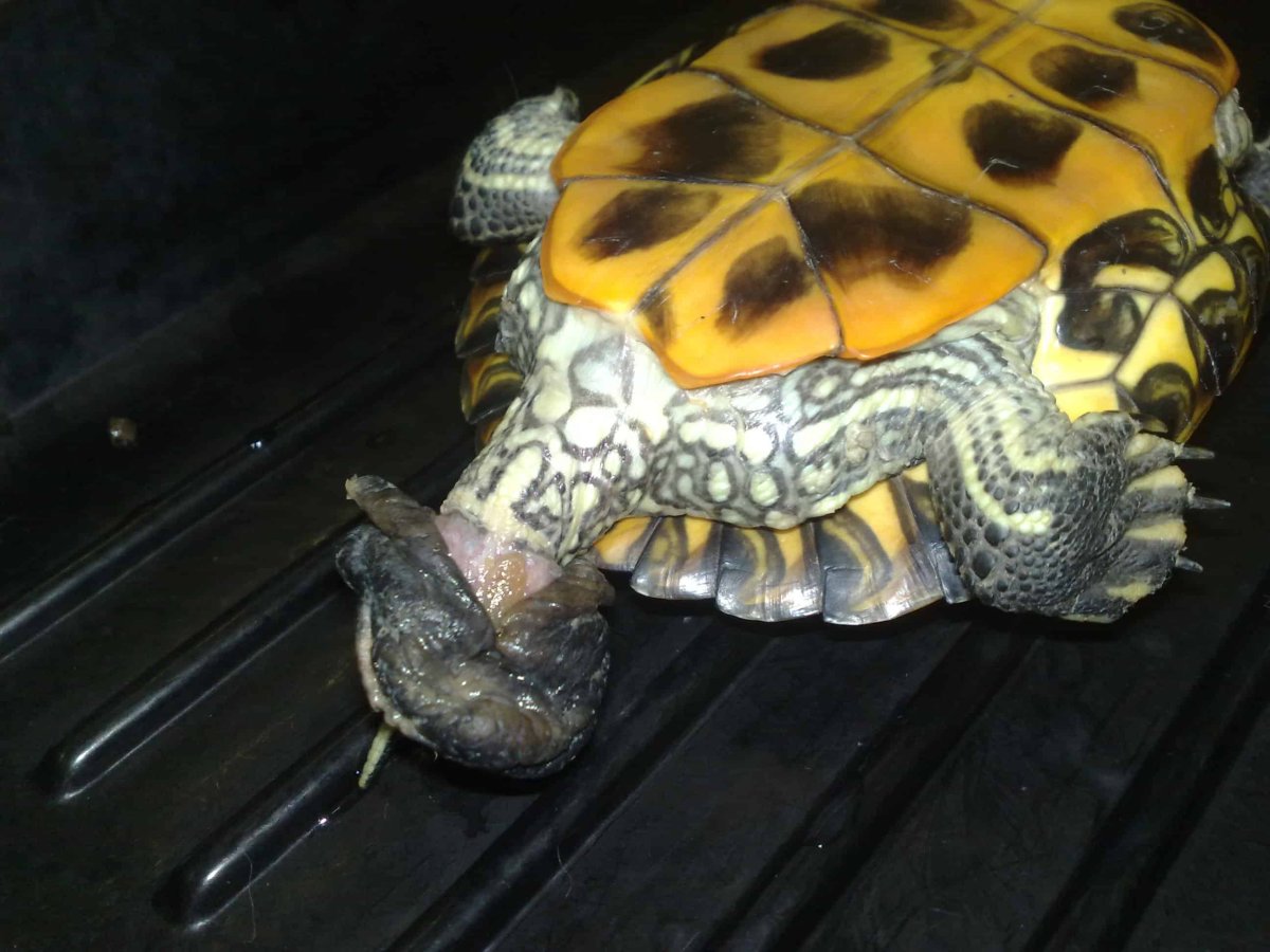 Красноухая черепаха рост