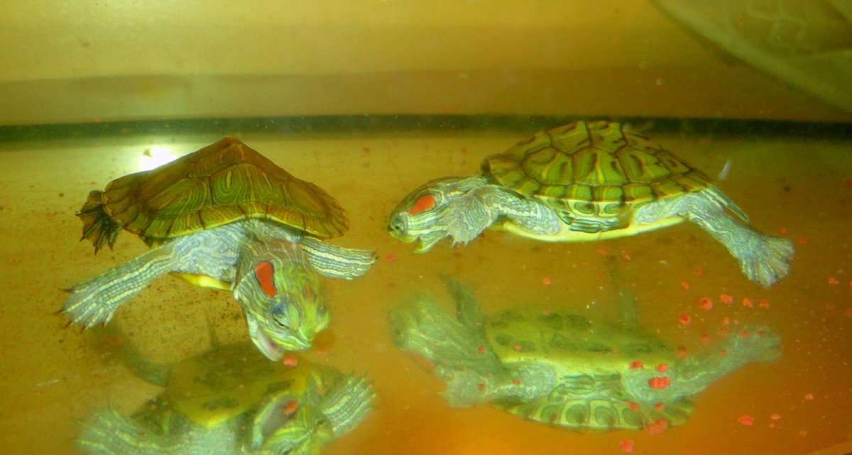 Типания краснойхихчерепах