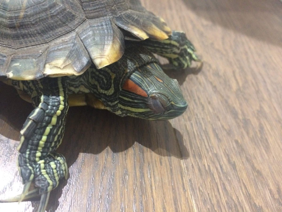 Черепашьи яйца красноухой