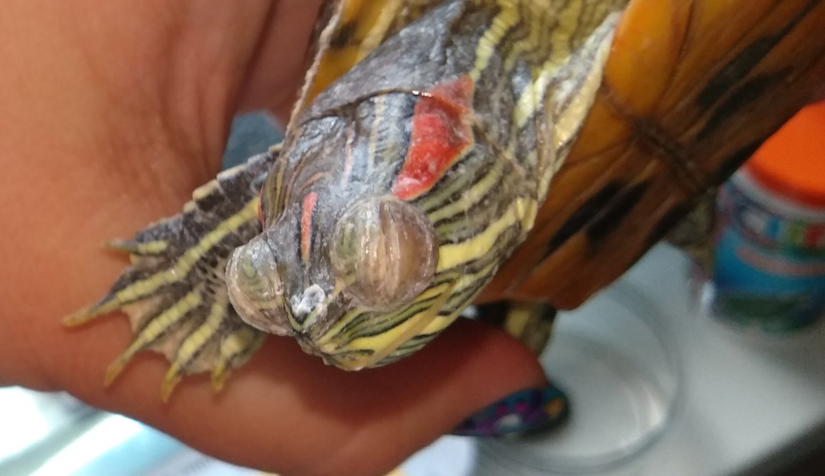 Черепаха вытянула лапы