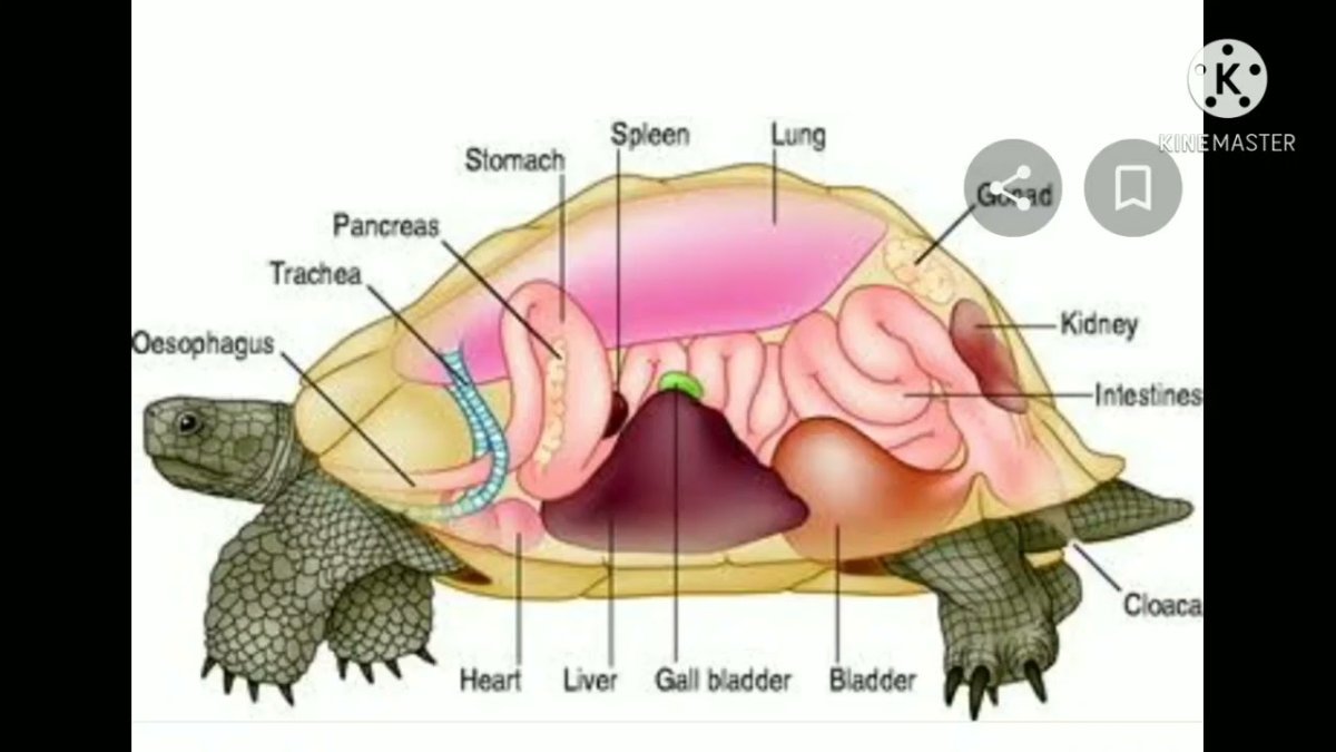 Красноухие Черепашки