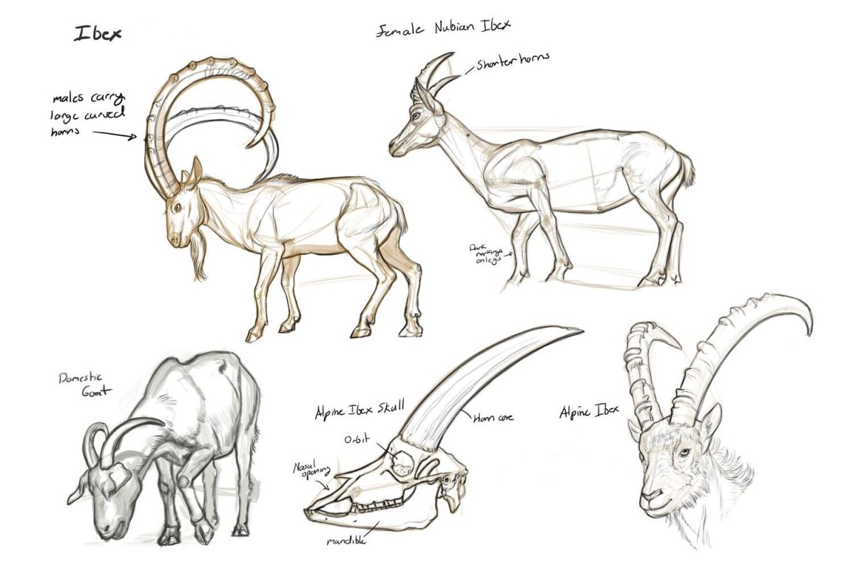 Породы Козлов название