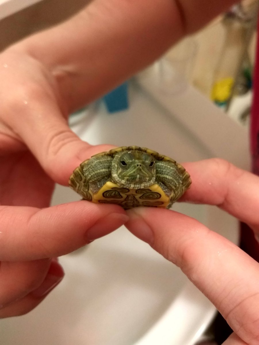 Красноухая черепаха самец