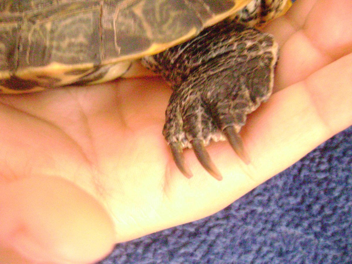 2 Красноухие черепахи