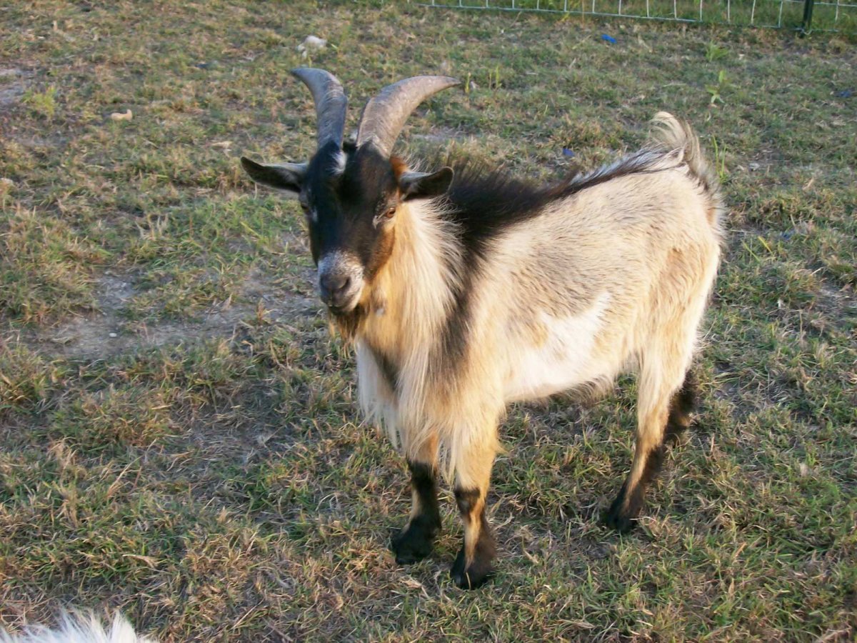 Коза в полный рост