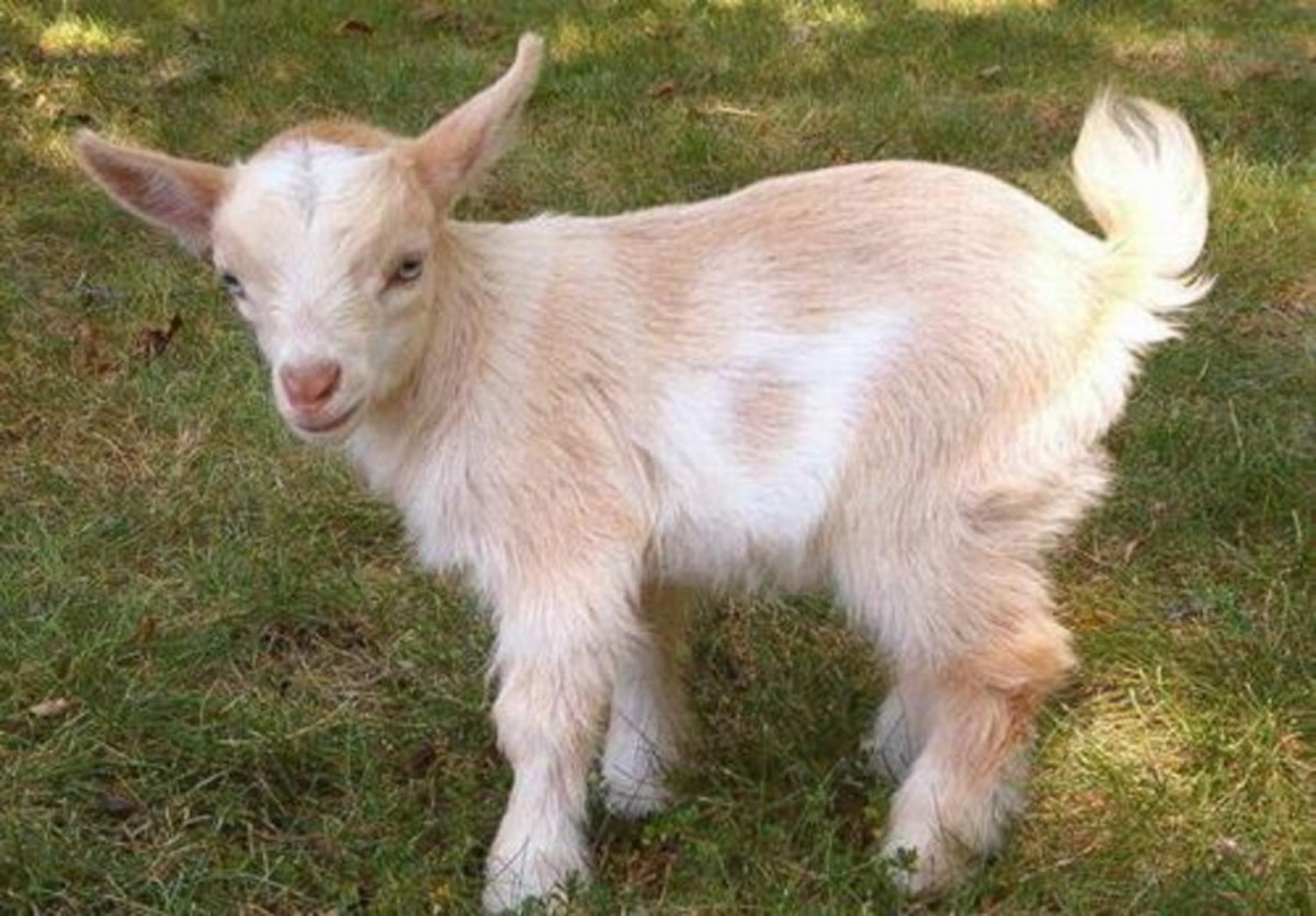 Химерные животные