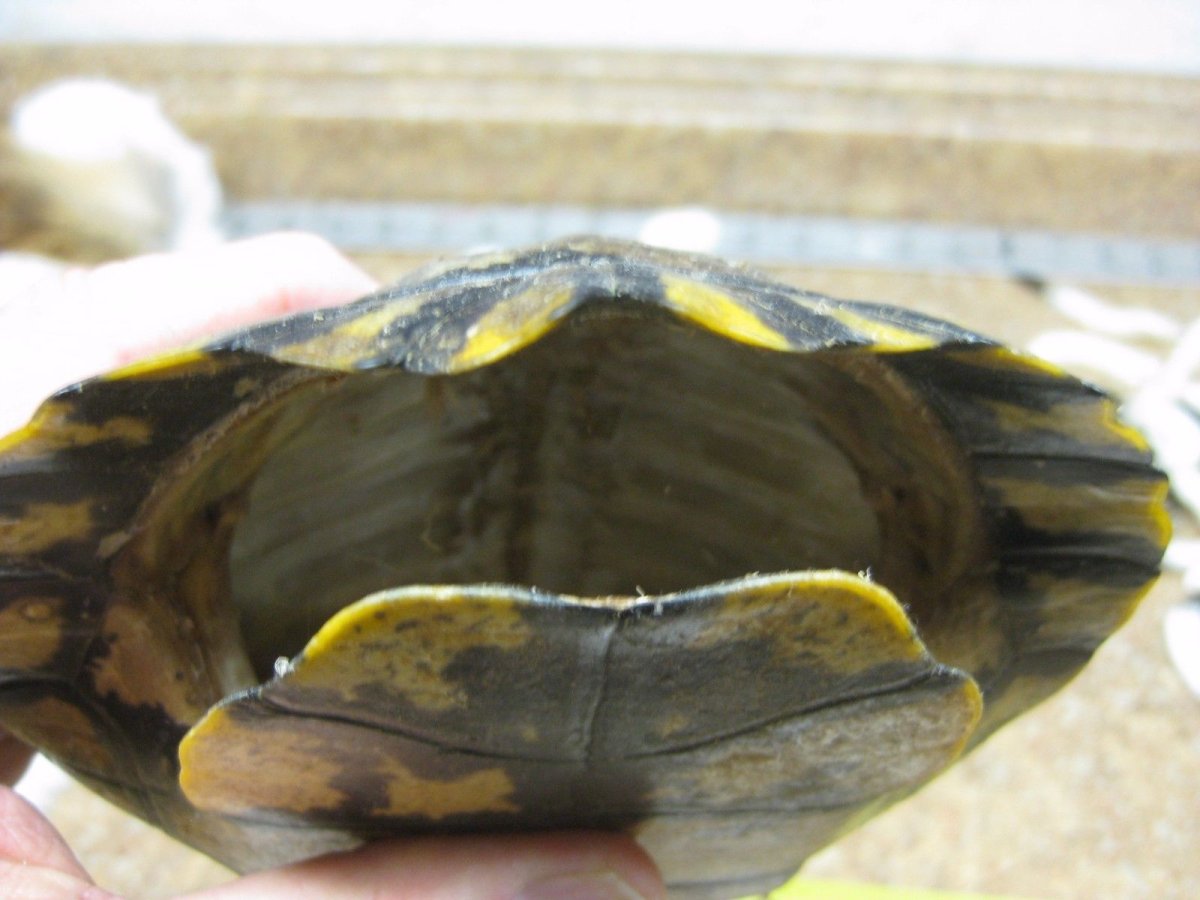 Красноухая черепаха милая