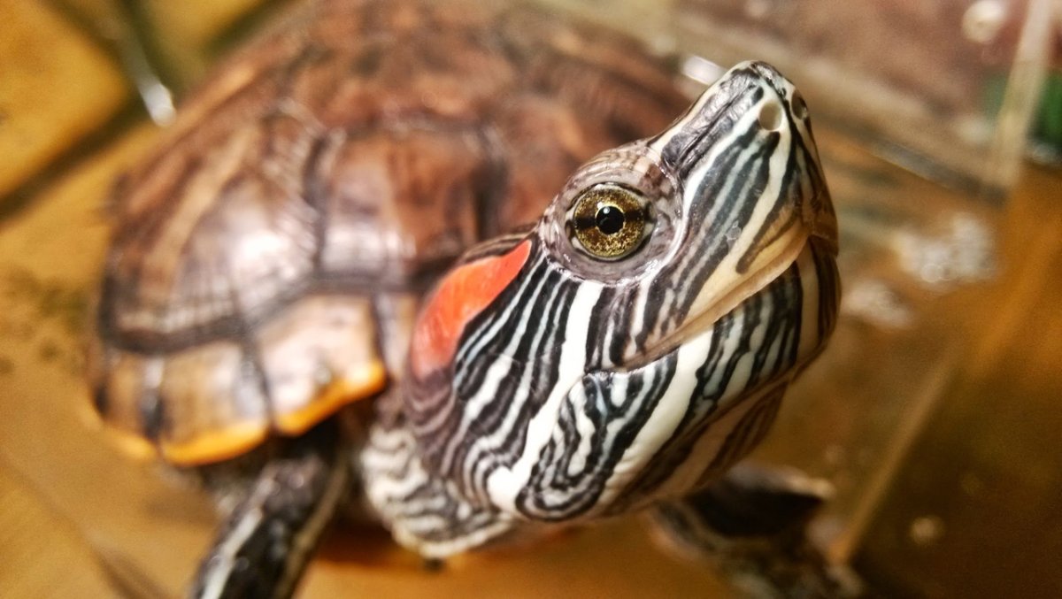 Возраст красноухой черепахи