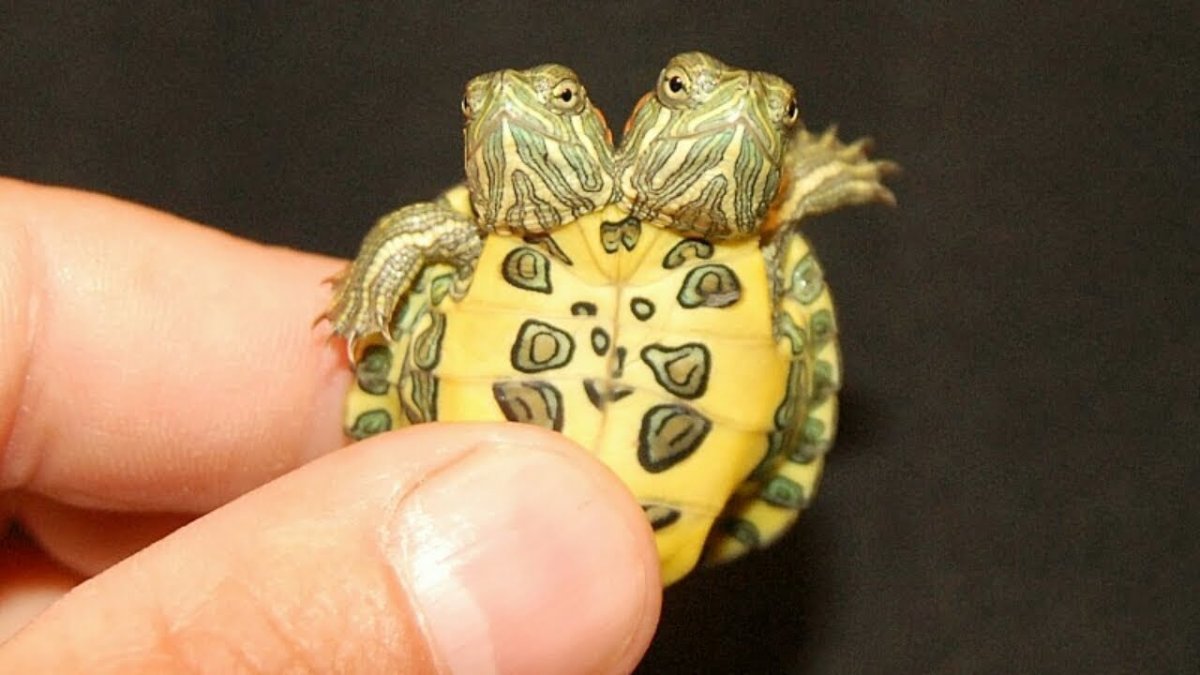 Половозрелые самцы черепах купить