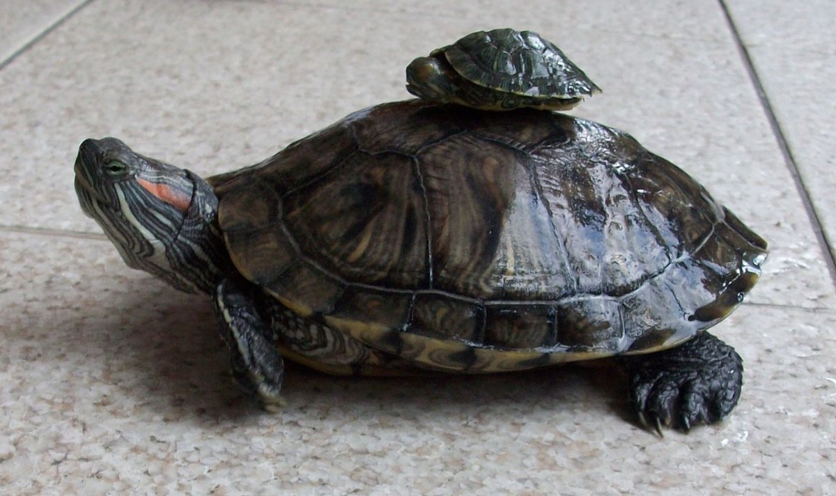 Красноухие черепахи спариваются