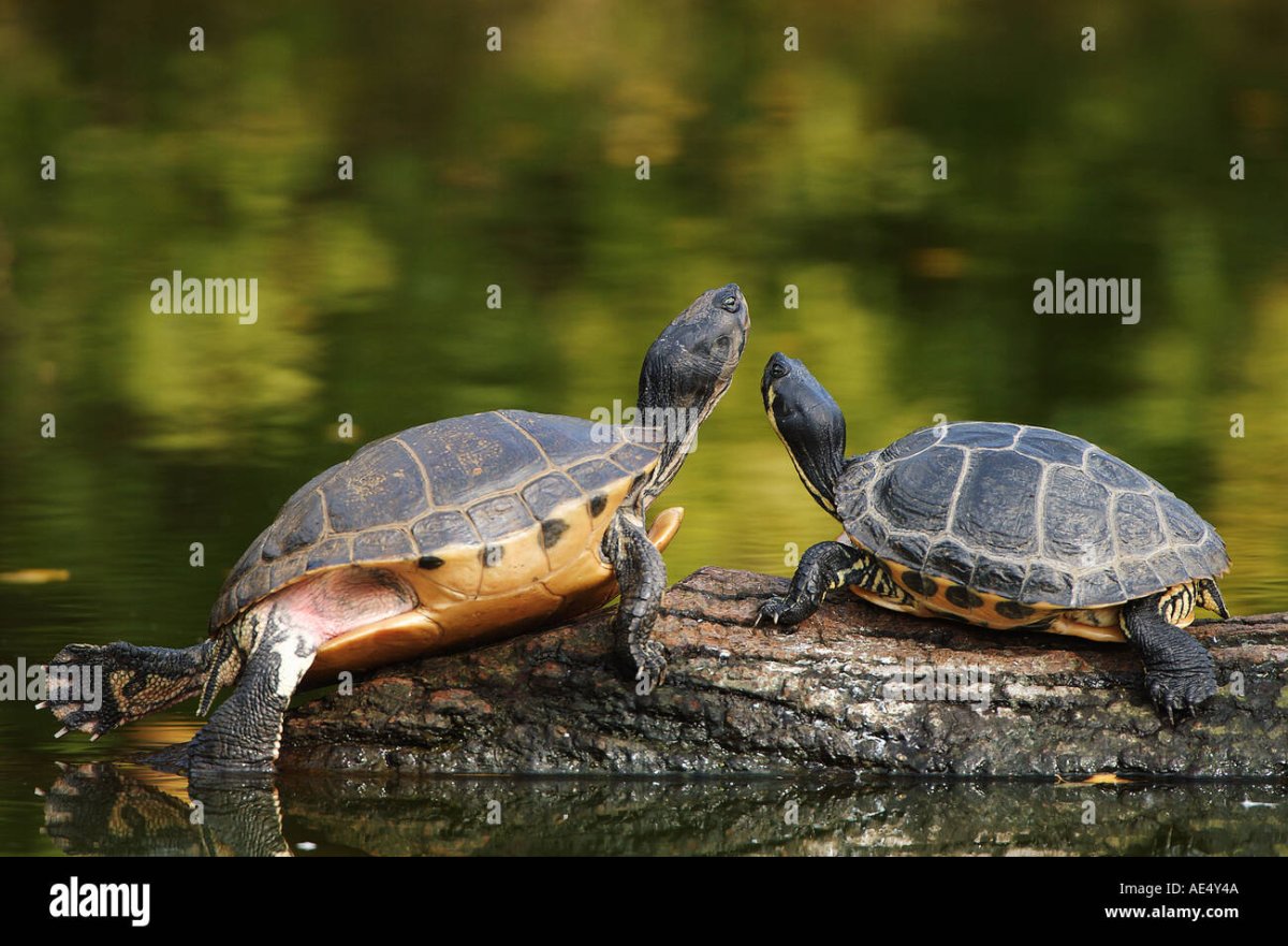 Самка красноухой черепахи