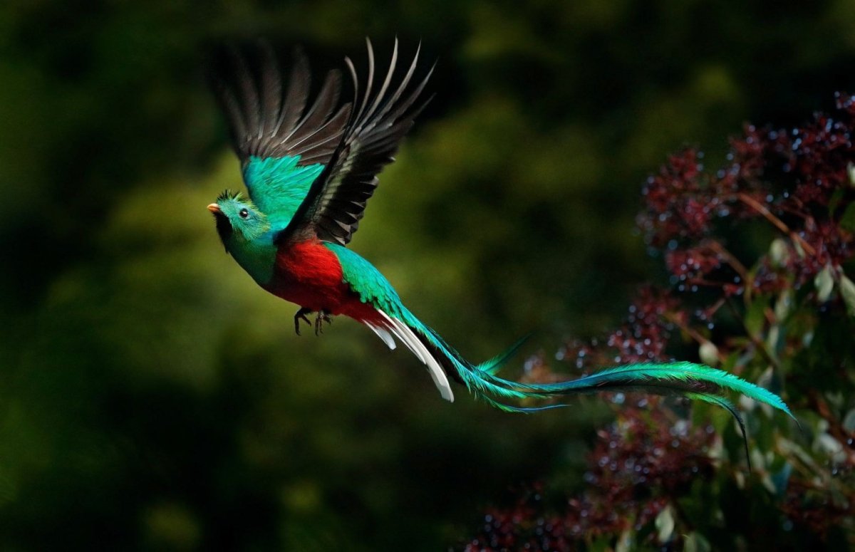 Утка Мандаринка с хохолком