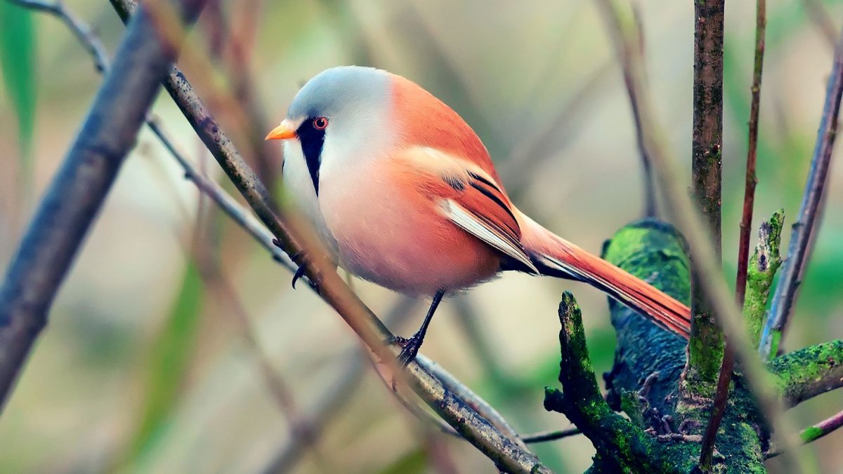 Ошейниковый Зимородок