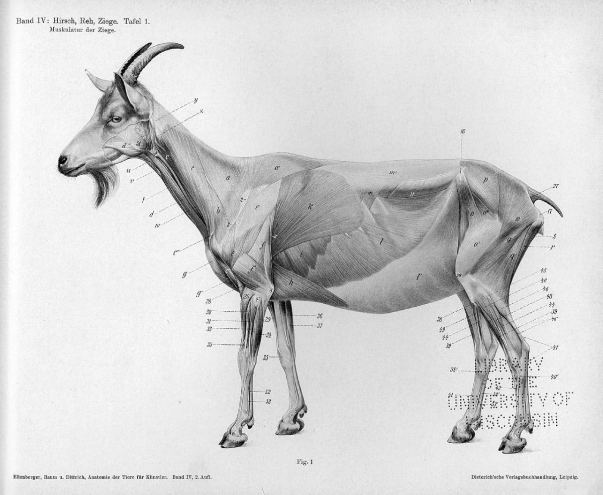 Анатомия козы
