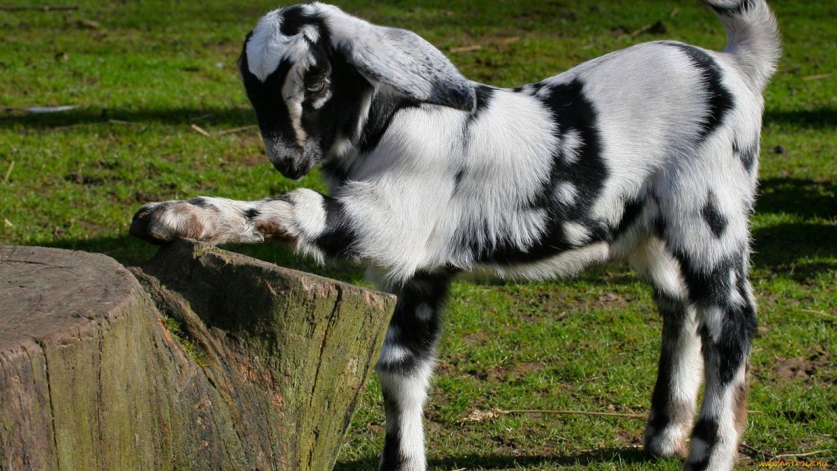 Козы породы Комори