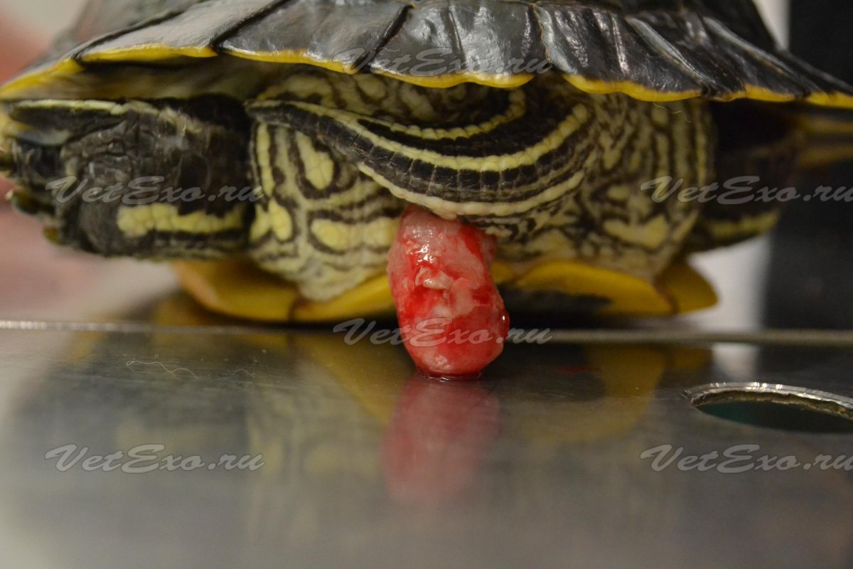 Водные черепахи разновидности