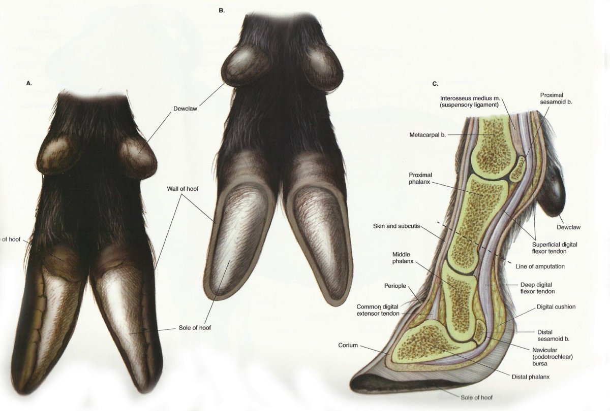 Сколько молока дает коза
