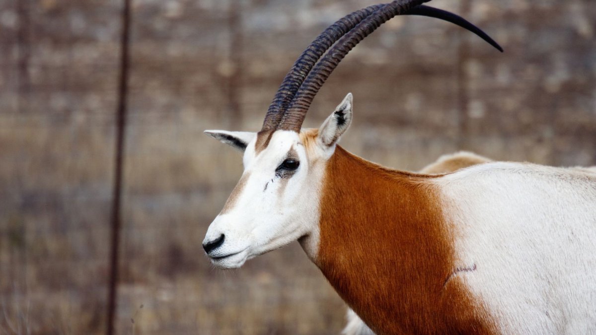 Нубийская коза вектор