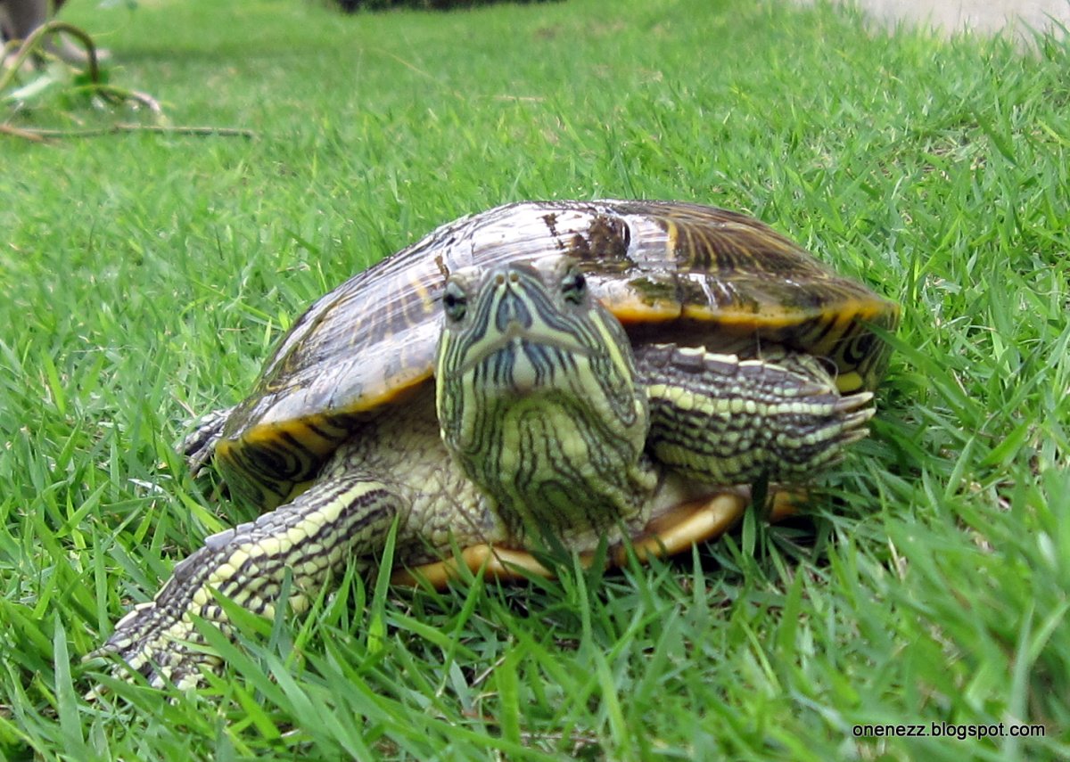 Земноводные черепахи