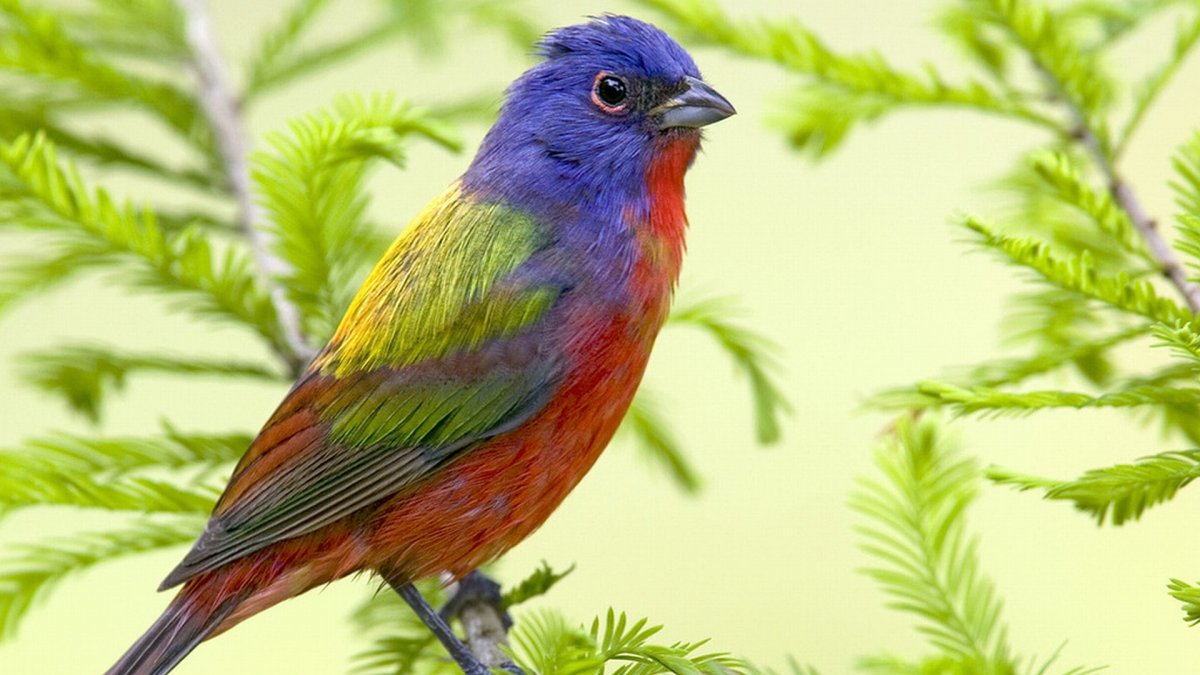 Экзотические птицы