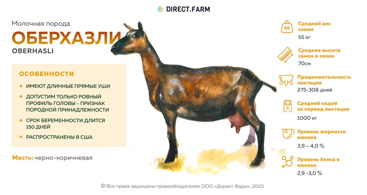 Молочные породы коз ламанча