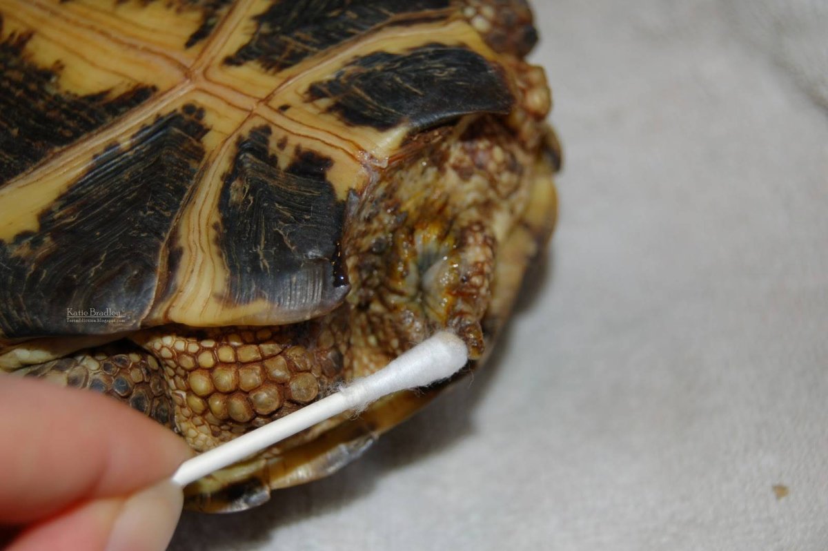 Подвиды красноухих черепах