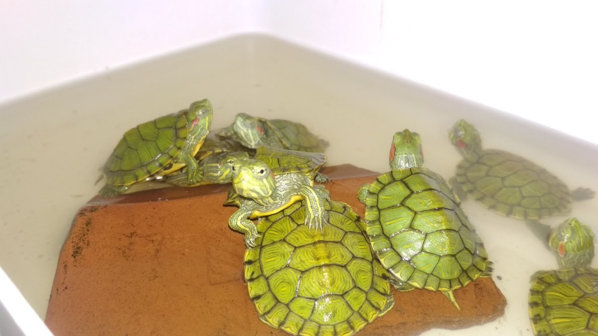 Имя для самца черепахи