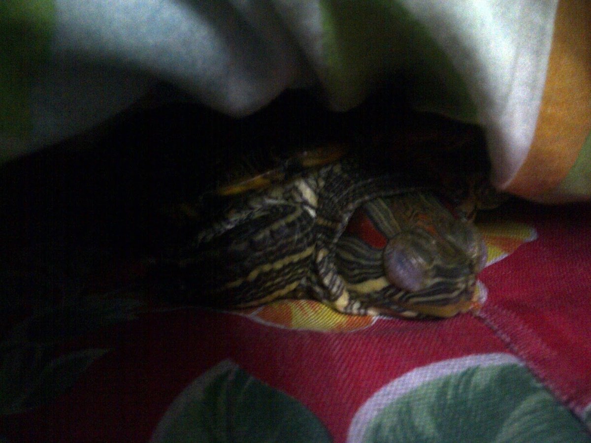 Вылупившиеся Черепашки красноухие