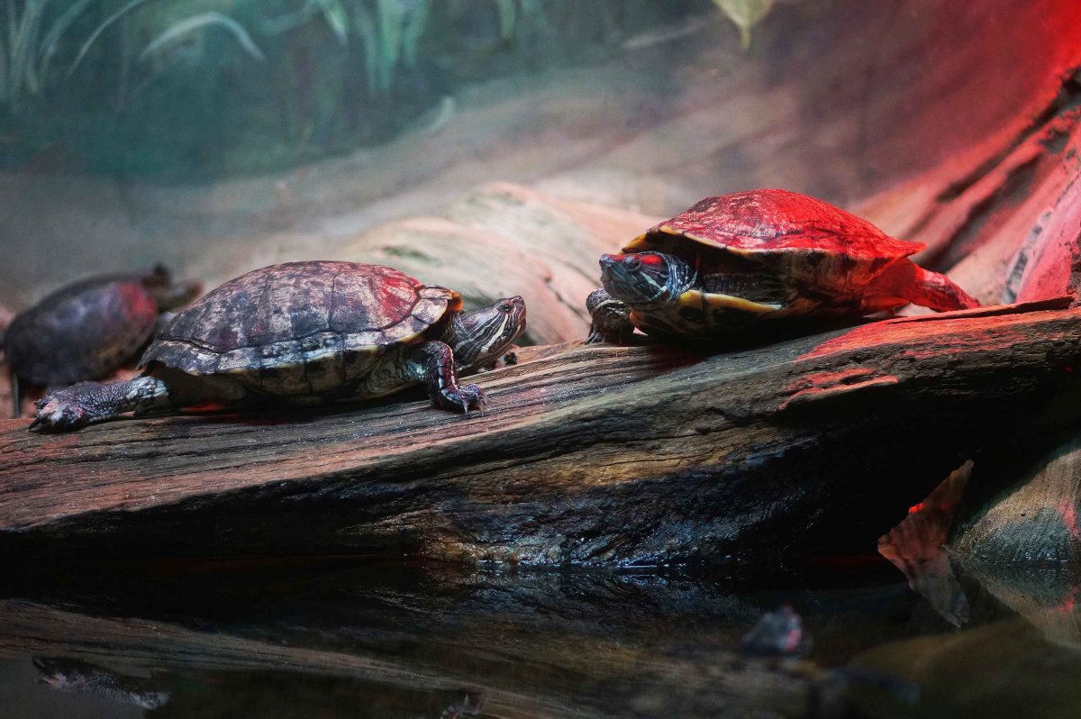 Красноухая черепаха