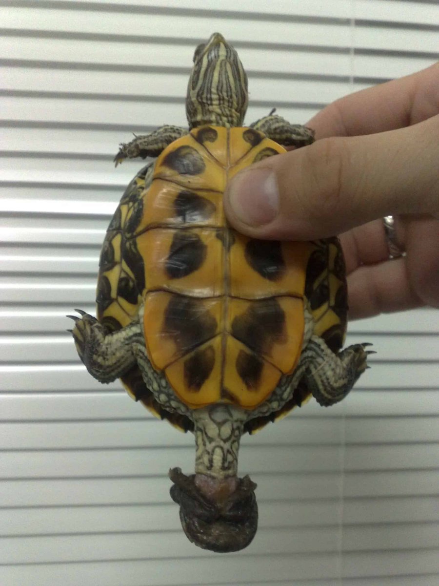 Красноухая черепаха подвиды