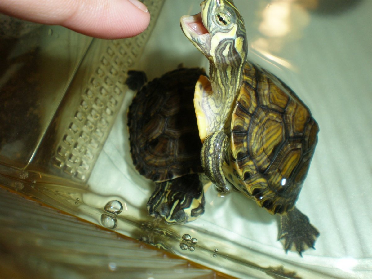 Красноухая черепаха scripta